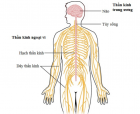 LIỆU PHÁP HỖ TRỢ ĐIỀU TRỊ ĐAU DÂY THẦN KINH NGOẠI BIÊN NHIỀU NGƯỜI TÍN NHIỆM